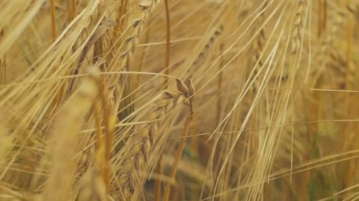 STG Richness of Creations - Wheat