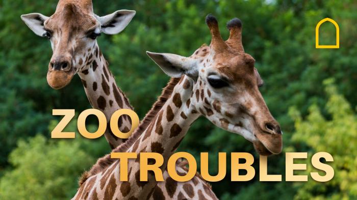 Zoo Troubles