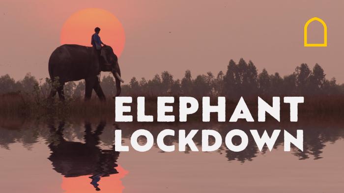 Elephant Lockdown