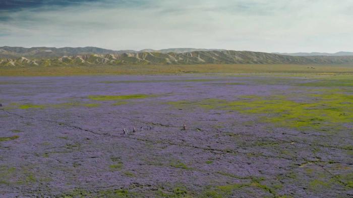 STG Super Bloom